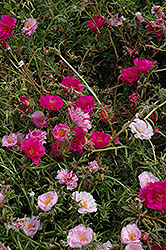 Happy Trails Fuchsia Portulaca (Portulaca grandiflora 'Happy Trails Fuchsia') at Mainescape Nursery