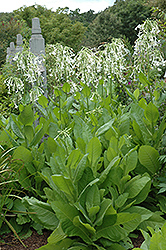 Woodland Tobacco (Nicotiana sylvestris) at Mainescape Nursery