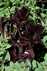 Black Velvet Petunia (Petunia 'Black Velvet') at Mainescape Nursery