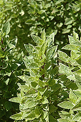 Pesto Perpetuo Basil (Ocimum x citriodorum 'Pesto Perpetuo') at Mainescape Nursery