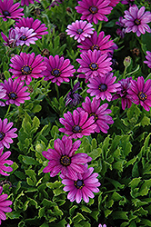 Akila Purple African Daisy (Osteospermum ecklonis 'Akila Purple') at Mainescape Nursery