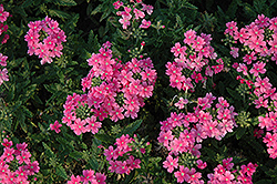 Quartz XP Pink Verbena (Verbena 'Quartz XP Pink') at Mainescape Nursery