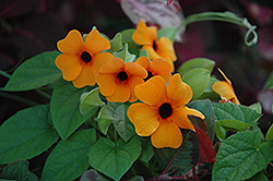 Sunny Susy Red Orange Black-Eyed Susan (Thunbergia alata 'Sunny Susy Red Orange') at Mainescape Nursery