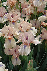 Concertina Iris (Iris 'Concertina') at Mainescape Nursery