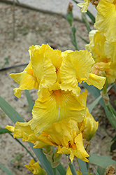 Pleasant Peasant Iris (Iris 'Pleasant Peasant') at Mainescape Nursery