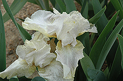 Renown Iris (Iris 'Renown') at Mainescape Nursery