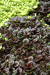 Black Scallop Bugleweed (Ajuga reptans 'Black Scallop') at Mainescape Nursery
