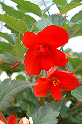 Illumination Orange Begonia (Begonia 'Illumination Orange') at Mainescape Nursery