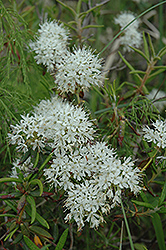 Labrador Tea (Rhododendron groenlandicum) at Mainescape Nursery