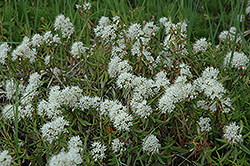 Labrador Tea (Rhododendron groenlandicum) at Mainescape Nursery