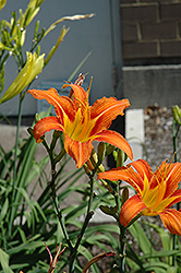 Orange Daylily (Hemerocallis fulva) at Mainescape Nursery