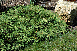 Russian Cypress (Microbiota decussata) at Mainescape Nursery