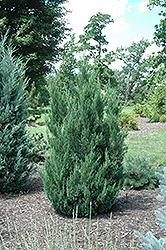 Blue Point Juniper (Juniperus chinensis 'Blue Point') at Mainescape Nursery