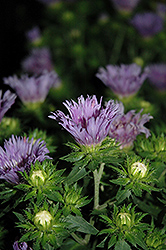 Mel's Blue Aster (Stokesia laevis 'Mel's Blue') at Mainescape Nursery