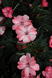 SunPatiens Compact Blush Pink New Guinea Impatiens (Impatiens 'SakimP013') at Mainescape Nursery