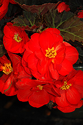 Nonstop Mocca Scarlet Begonia (Begonia 'Nonstop Mocca Scarlet') at Mainescape Nursery