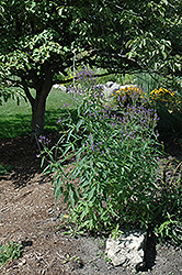 Blue Verbena (Verbena hastata) at Mainescape Nursery