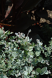 Cider Gum (Eucalyptus gunnii) at Mainescape Nursery