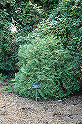 Sherwood Moss Arborvitae (Thuja occidentalis 'Sherwood Moss') at Mainescape Nursery