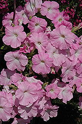 Easy Wave Mystic Pink Petunia (Petunia 'Easy Wave Mystic Pink') at Mainescape Nursery