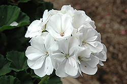 Tango White Geranium (Pelargonium 'Tango White') at Mainescape Nursery