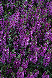 Serena Purple Angelonia (Angelonia angustifolia 'PAS1180781') at Mainescape Nursery