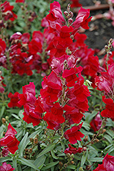 Speedy Sonnet Crimson Snapdragon (Antirrhinum majus 'Speedy Sonnet Crimson') at Mainescape Nursery