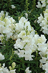 Speedy Sonnet White Snapdragon (Antirrhinum majus 'Speedy Sonnet White') at Mainescape Nursery
