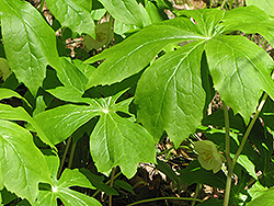 Mayapple (Podophyllum peltatum) at Mainescape Nursery