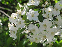Sargent's Flowering Crab (Malus sargentii) at Mainescape Nursery