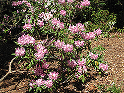 Smirnow Rhododendron (Rhododendron smirnowii) at Mainescape Nursery