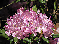 Smirnow Rhododendron (Rhododendron smirnowii) at Mainescape Nursery