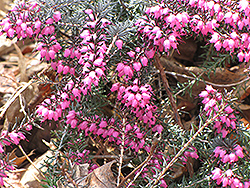 Spring Heath (Erica carnea) at Mainescape Nursery