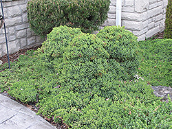 Dwarf Japgarden Juniper (Juniperus procumbens 'Nana') at Mainescape Nursery