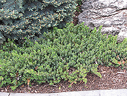 Dwarf Japanese Garden Juniper (Juniperus procumbens 'Nana') at Mainescape Nursery