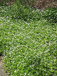 Sweet Woodruff (Galium odoratum) at Mainescape Nursery