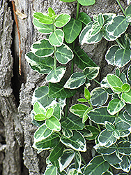 Emerald Gaiety Wintercreeper (Euonymus fortunei 'Emerald Gaiety') at Mainescape Nursery