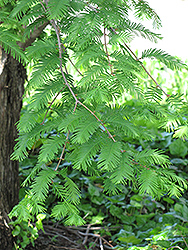 Dawn Redwood (Metasequoia glyptostroboides) at Mainescape Nursery