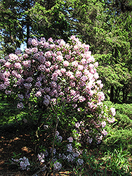 Catawba Rhododendron (Rhododendron catawbiense) at Mainescape Nursery