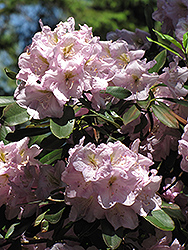 Catawba Rhododendron (Rhododendron catawbiense) at Mainescape Nursery