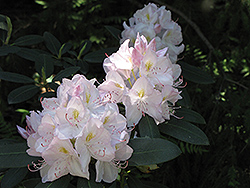 White Catawba Rhododendron (Rhododendron catawbiense 'Album') at Mainescape Nursery