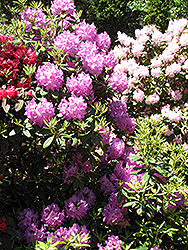 Boursault Rhododendron (Rhododendron catawbiense 'Boursault') at Mainescape Nursery