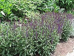 Caradonna Sage (Salvia x sylvestris 'Caradonna') at Mainescape Nursery