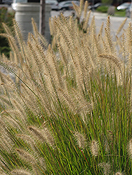 Hameln Dwarf Fountain Grass (Pennisetum alopecuroides 'Hameln') at Mainescape Nursery