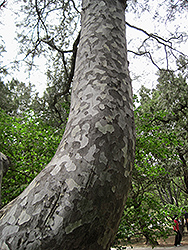 Lacebark Pine (Pinus bungeana) at Mainescape Nursery