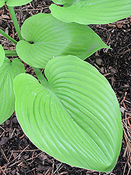 Sum and Substance Hosta (Hosta 'Sum and Substance') at Mainescape Nursery