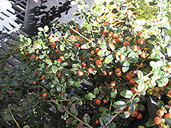 Lowfast Cotoneaster (Cotoneaster dammeri 'Lowfast') at Mainescape Nursery