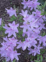 Korean Azalea (Rhododendron yedoense 'Poukhanense') at Mainescape Nursery
