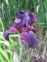 Superstition Iris (Iris 'Superstition') at Mainescape Nursery
