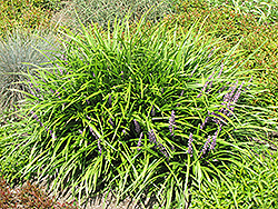 Lily Turf (Liriope spicata) at Mainescape Nursery